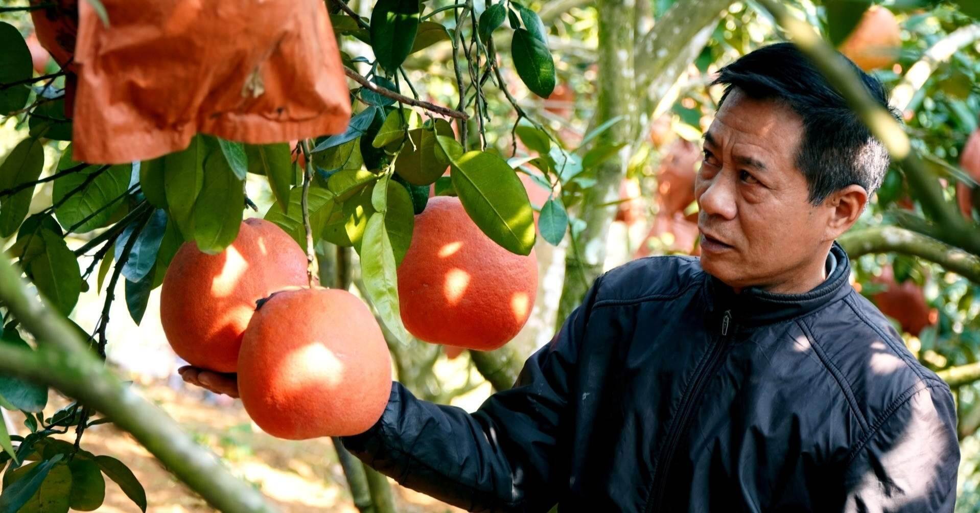 Từ 2 cây bưởi ‘hồi môn’ bố vợ cho, lão nông kiếm lời hàng trăm triệu mỗi năm