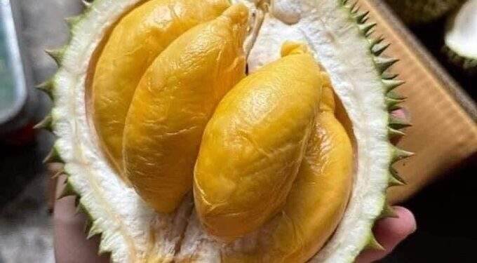 Vietnam spends .8M on durian imports