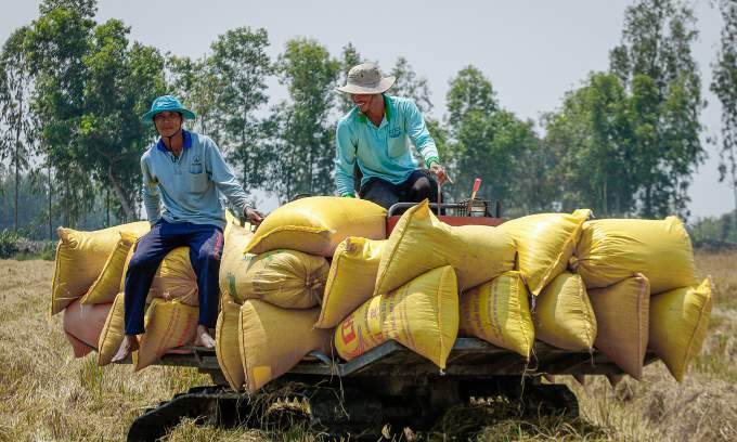 Vietnam’s rice exports to Singapore surge by 28%