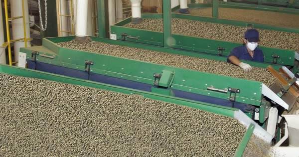 Arabica và Robusta cùng giảm mạnh