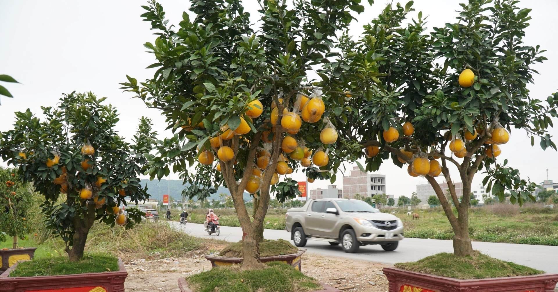 Đào cổ thụ, bưởi cảnh bỏ la liệt bên đường sau Tết, thương lái lỗ tiền tỷ