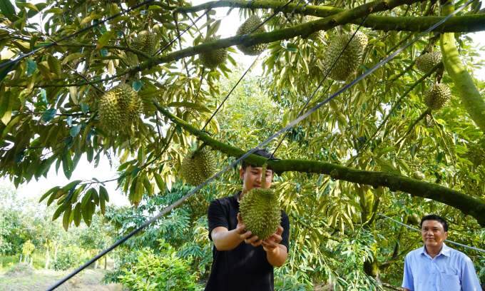 Durian, coffee farmers rake in big bucks in 2024 on rising prices, bumper crop Durian, coffee farmers rake in big bucks in 2024 on rising prices, bumper crop