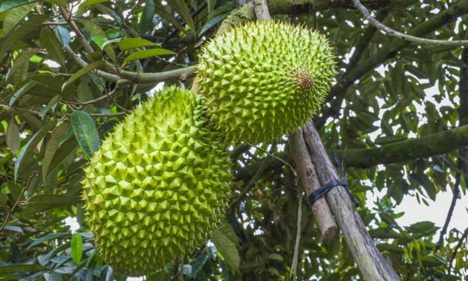 Durian exports to China plummet by 80% Durian exports to China plummet by 80%