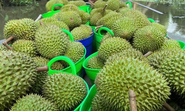 Durian prices plummet as China’s stricter quality requirements hit exports