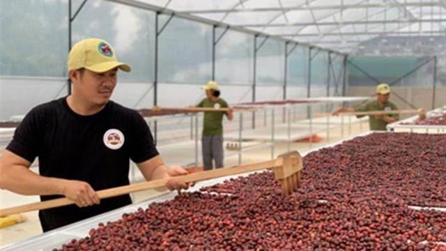 Giá cà phê Arabica tăng cao, cơ hội cho Robusta Việt Nam thâm nhập thị trường Bắc Âu