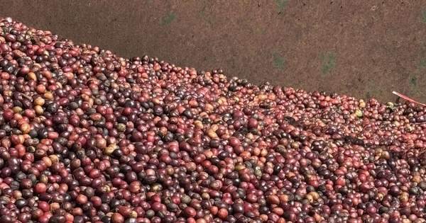 Giá cà phê hôm nay 15-2: Không thể tăng mãi
