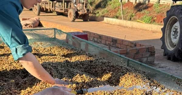 Giá cà phê hôm nay 16-2: Tuần của kỷ lục
