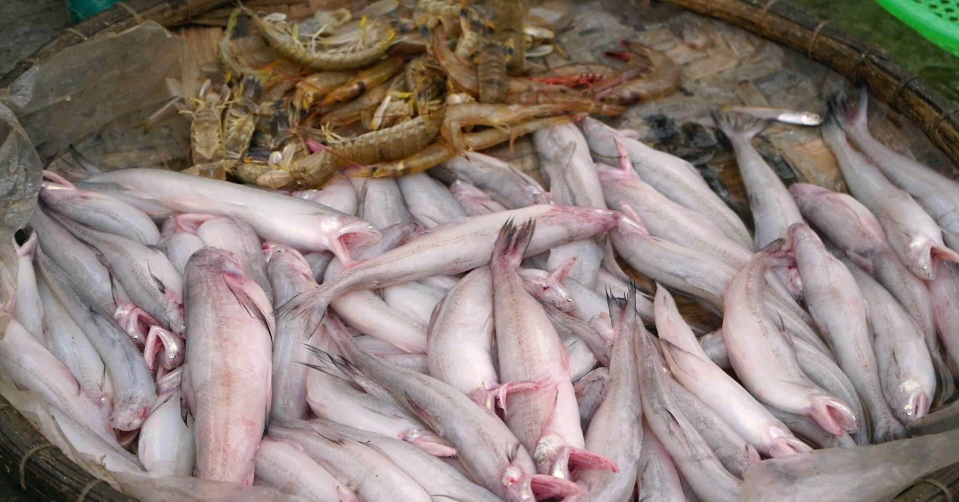 Ngư dân Thanh Hóa trúng đậm cá khoai, giá bán cả triệu đồng