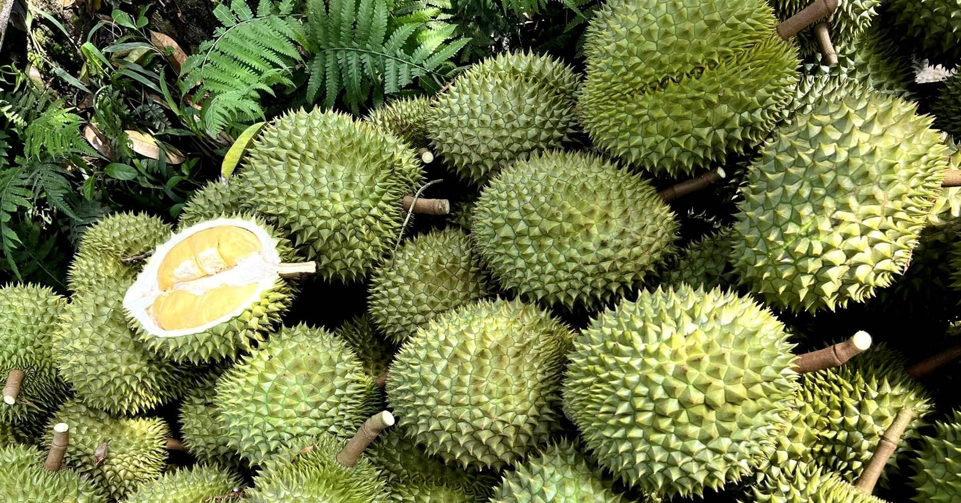 Trung Quốc vung 7 tỷ USD mua sầu riêng, DN làm ‘chuệch choạc’ phải chỉnh ngay