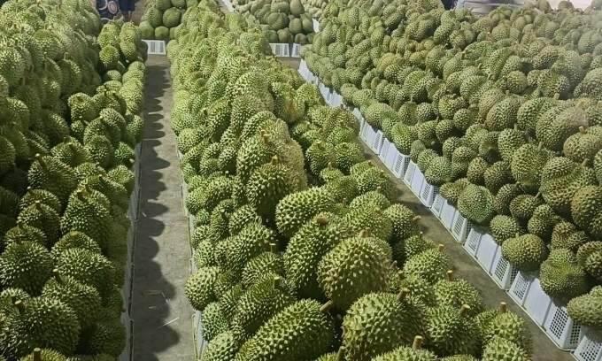 Vietnam faces challenges in agricultural exports for 2025