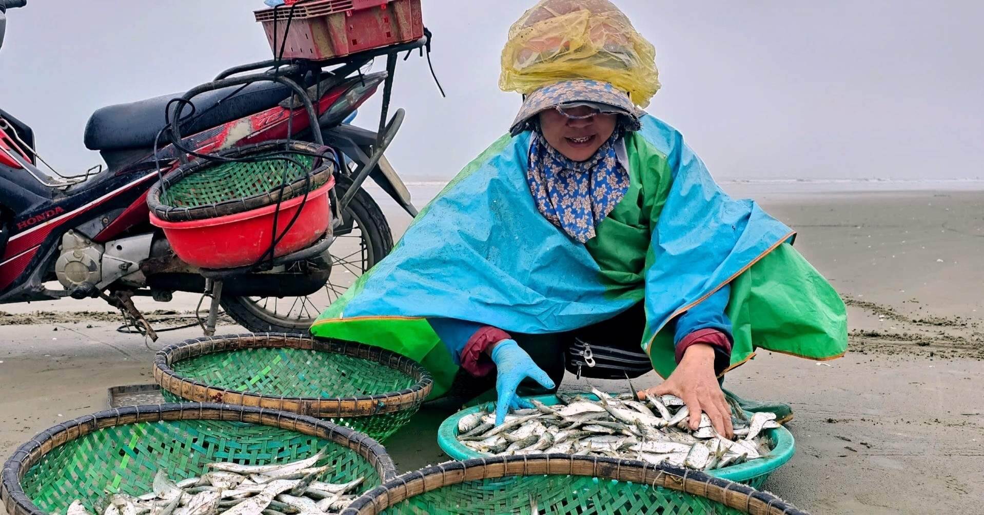 Gỡ cá trích mỏi tay, ngư dân Thanh Hóa thu tiền triệu mỗi ngày