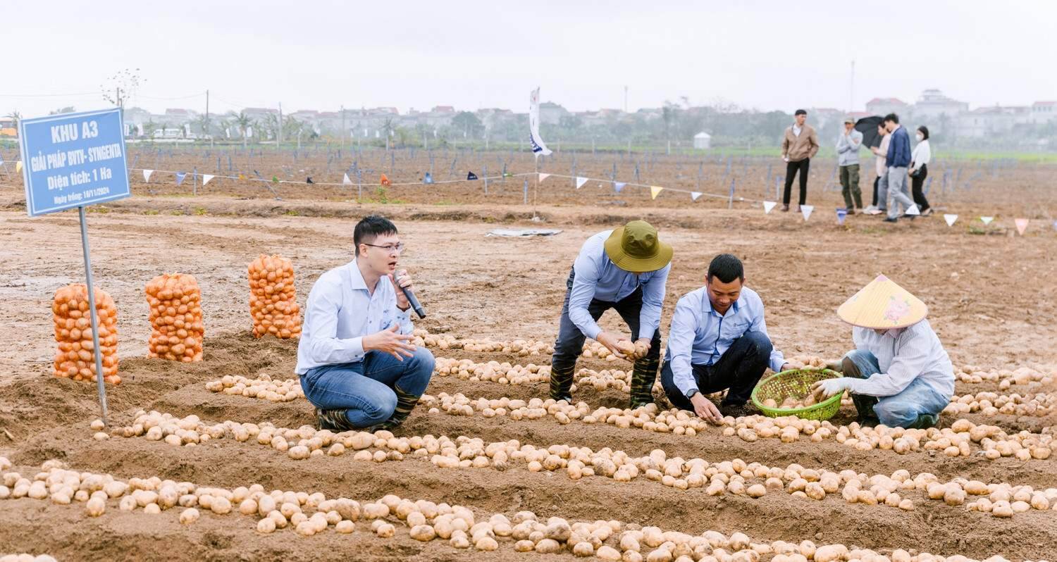 Hợp tác công tư canh tác khoai tây bền vững nâng tầm giá trị nông sản Việt Nam Hợp tác công tư canh tác khoai tây bền vững nâng tầm giá trị nông sản Việt Nam