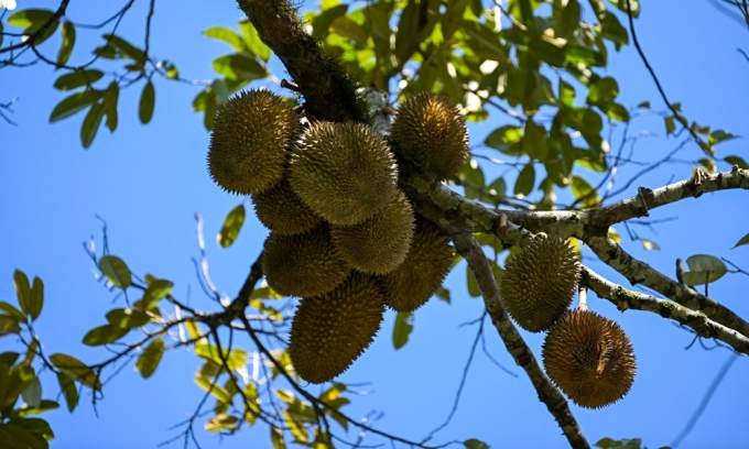 Indonesia’s durian industry gears up for exports to China, challenging Southeast Asian peers Indonesia’s durian industry gears up for exports to China, challenging Southeast Asian peers