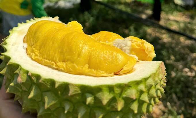 Musang King durian prices skyrocket as supply declines