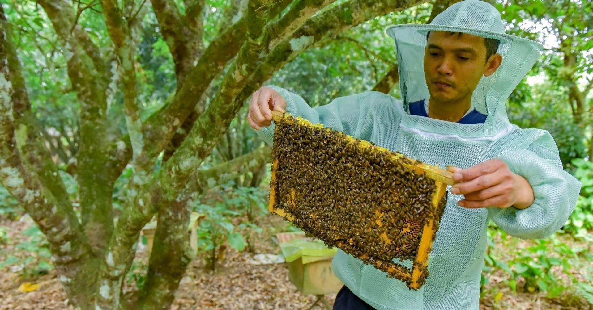 Nuôi ong cạnh Vườn quốc gia Bến En, mỗi năm thu nhập 200 triệu đồng