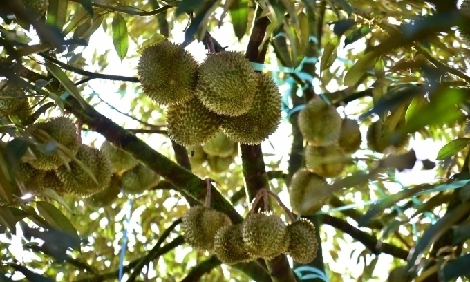Thai durian prices expected to drop as supply surges Thai durian prices expected to drop as supply surges