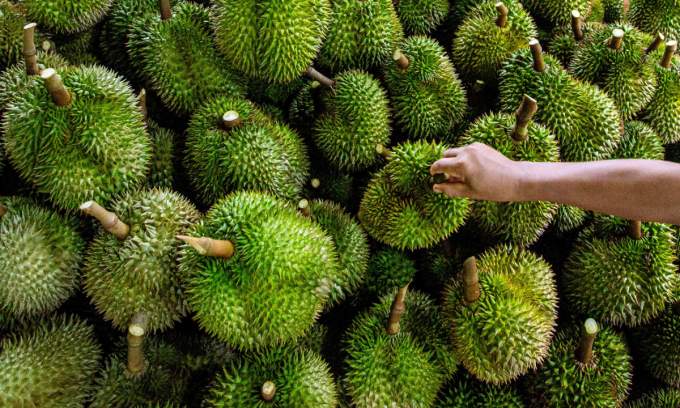 Thailand strives to maintain durian export leadership as China tightens yellow dye inspections