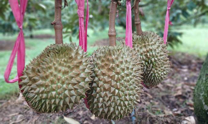 China, the multi-billion-dollar market for Vietnamese farm exports