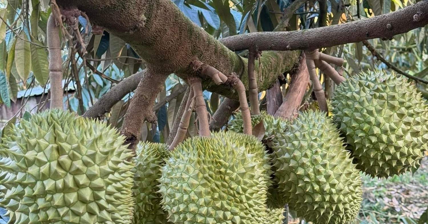 Đăng ký bảo hộ sở hữu trí tuệ mất vài năm, DN đành làm ở nước ngoài