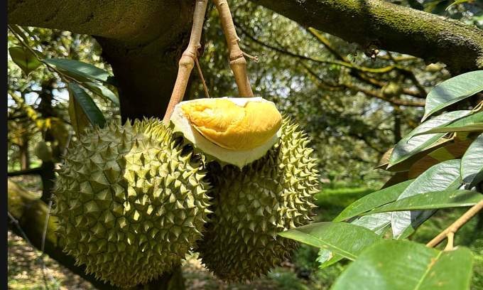 Durian prices plummet as tightened quality requirements slow exports to China