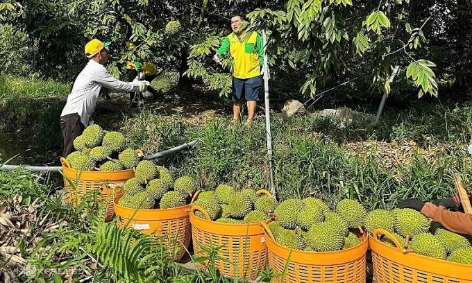 Exporters bet on frozen durian to sate China’s craving