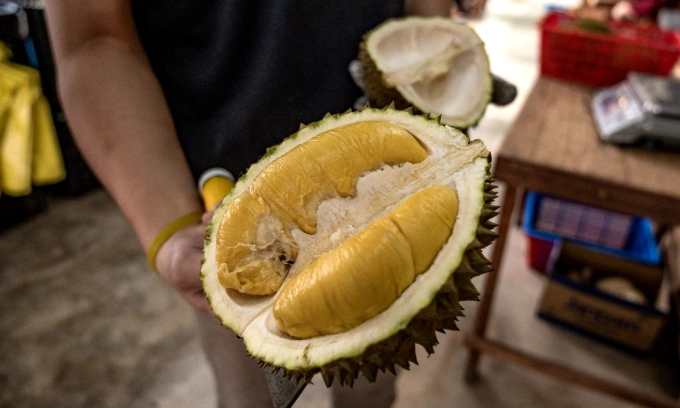 Malaysian NGO backs illegal durian farm crackdown despite backlash over 1,000 trees cut down