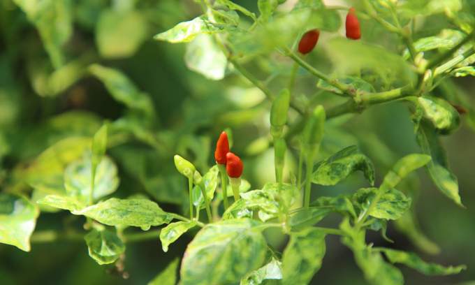 New trade pact opens China market to Vietnam’s chili, passion fruit, swiftlet nests
