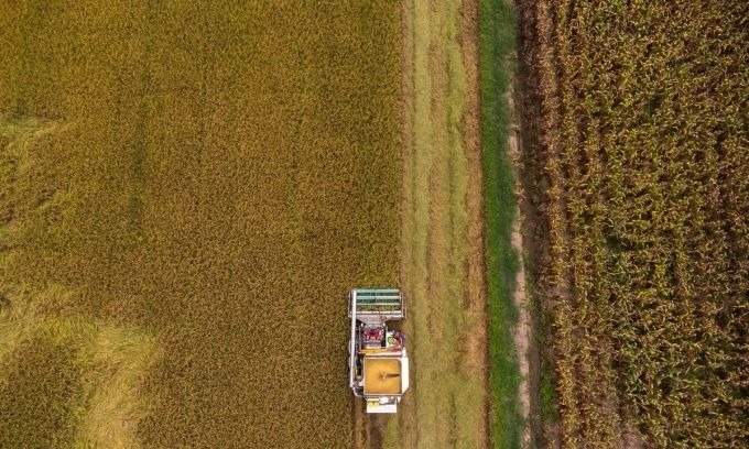 Thai rice prices hit over three-year low