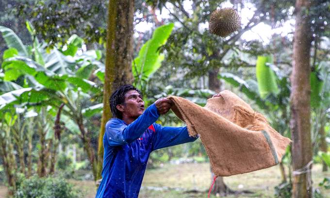 Thailand proposes China facilitate durian export