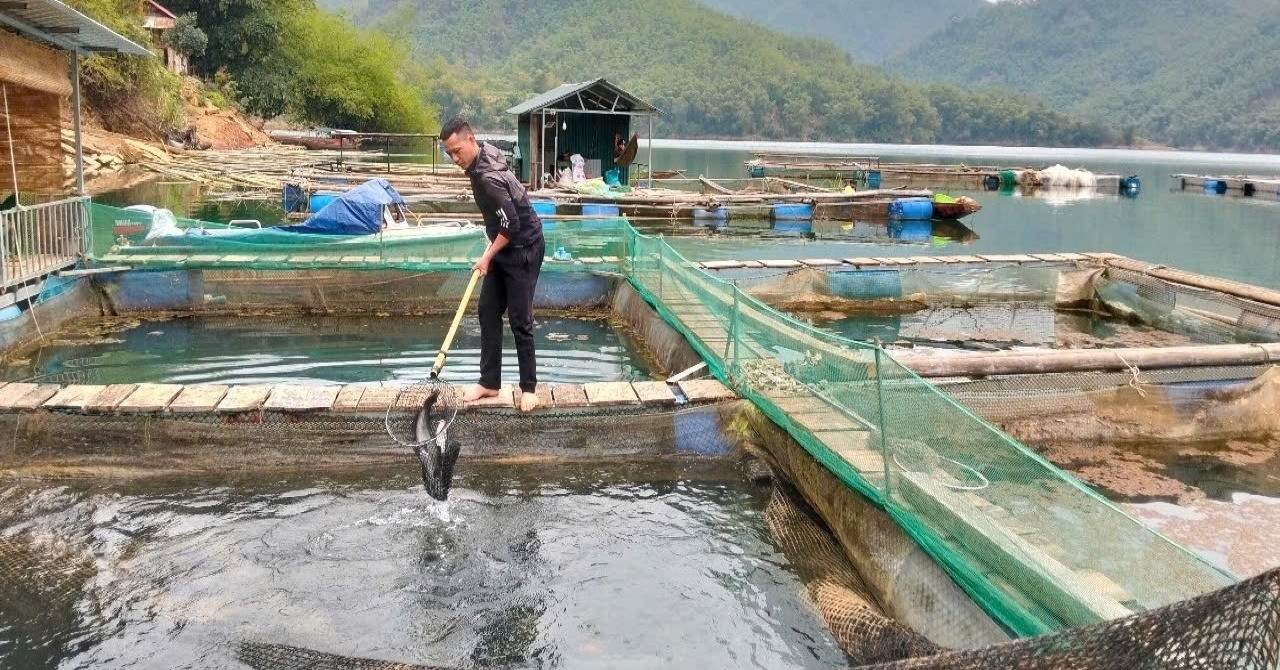 Thanh niên người Mường mang bằng cử nhân về quê nuôi cá lồng, phát triển du lịch