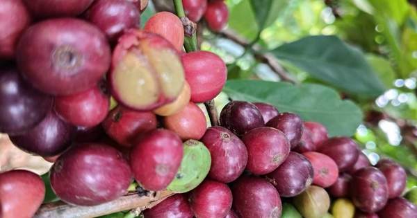“Thế lực” mới trên thị trường