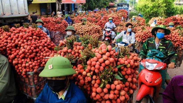 “Thủ phủ vải thiều” miền Bắc hứa hẹn mùa bội thu