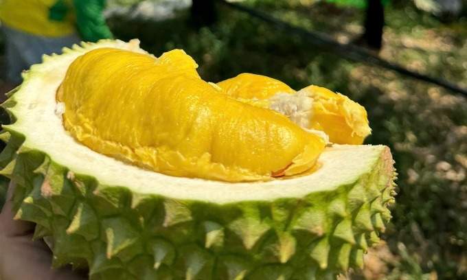 Why is Malaysia chopping down 1,000 durian trees?
