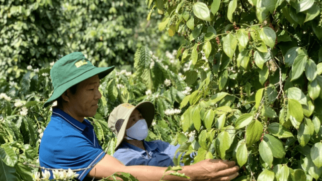 Xuất khẩu hồ tiêu ứng phó linh hoạt trước những biến động thị trường