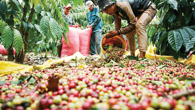 Xuất khẩu nông sản tận dụng “khoảng lặng” để giữ thị trường Hoa Kỳ
