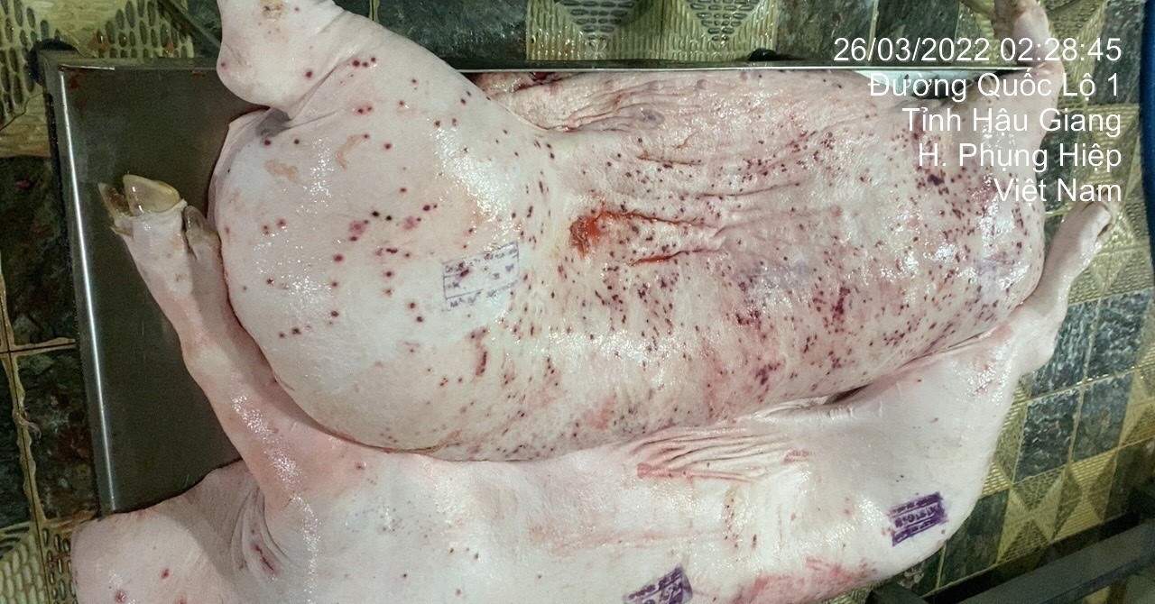 C.P Việt Nam lên tiếng về thông tin trà trộn lợn chết để bán ra thị trường 