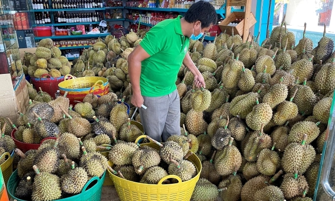 China’s durian market heats up as Cambodia joins export race against Vietnam, Thailand, Malaysia China’s durian market heats up as Cambodia joins export race against Vietnam, Thailand, Malaysia