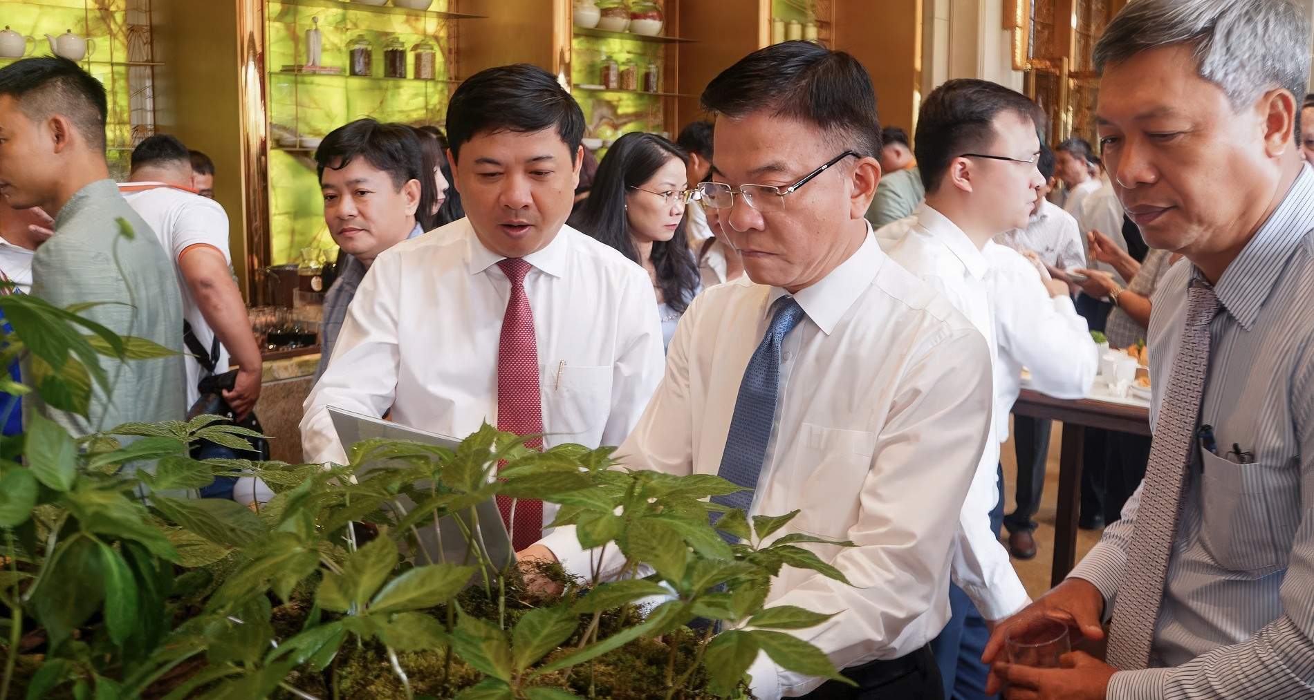 Đưa Quảng Nam trở thành trung tâm công nghiệp dược liệu