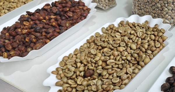 Giá Robusta quốc tế tăng, trong nước tiếp tục giảm Giá Robusta quốc tế tăng, trong nước tiếp tục giảm