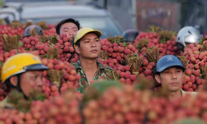 Lychee output to rise 30% this year Lychee output to rise 30% this year