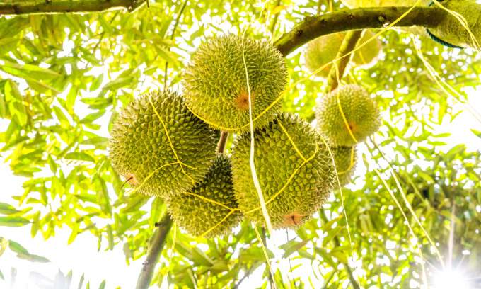 Malaysia’s anti-corruption agency gathers documents in probe of land dispute involving over 1,000 felled durian trees Malaysia’s anti-corruption agency gathers documents in probe of land dispute involving over 1,000 felled durian trees