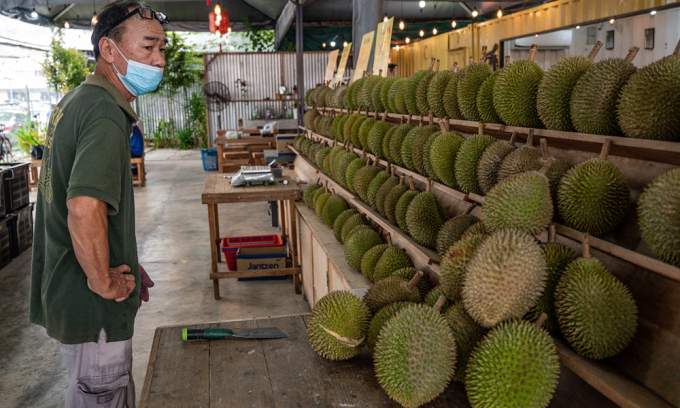 Malaysia’s most expensive durian Tupai King set to hit the market in June Malaysia’s most expensive durian Tupai King set to hit the market in June