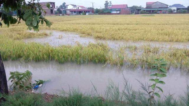 Mưa lớn bất thường, hơn 2.000ha lúa ở Hà Tĩnh ngập úng Mưa lớn bất thường, hơn 2.000ha lúa ở Hà Tĩnh ngập úng
