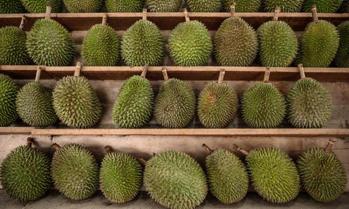 Newcomer Tupai King emerges as Malaysia’s most expensive durian Newcomer Tupai King emerges as Malaysia’s most expensive durian