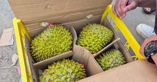 Sầu riêng vừa đón tin vui từ Trung Quốc