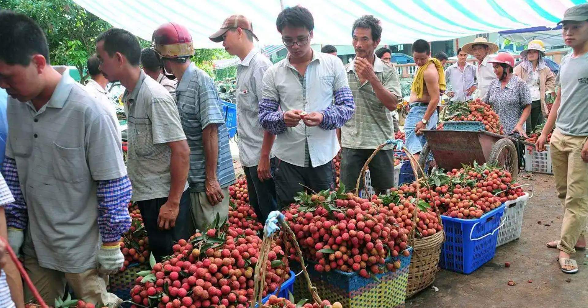 Vải, cherry Trung Quốc giảm giá sâu, giấc mơ ‘ngày ăn 300 quả vải’ thành sự thật
