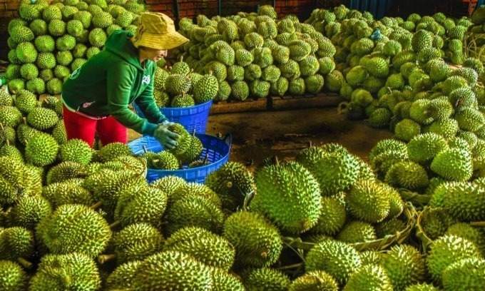 Vegetable, fruit exports to China plummet as durian shipments stalled