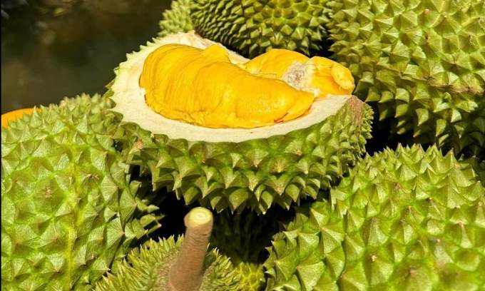 Vietnam considers ‘red alert’ label for toxic durian farms Vietnam considers ‘red alert’ label for toxic durian farms