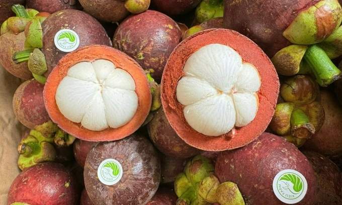 Vietnamese mangosteen sought after despite 50% price gap with Thai fruit Vietnamese mangosteen sought after despite 50% price gap with Thai fruit