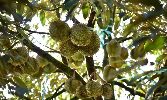 Malaysian farmers consider legal action to protect 2,400 ha durian farmland from new company’s takeover